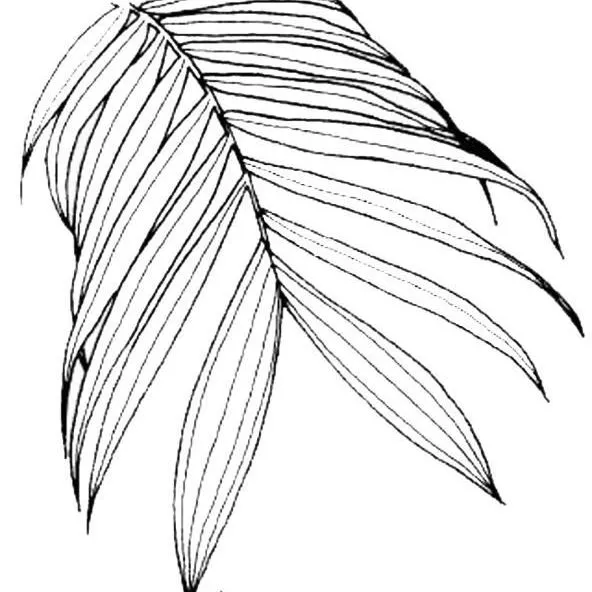 thumbnail for publication: Chamaedorea microspadi Microspadix Palm, Bamboo Palm